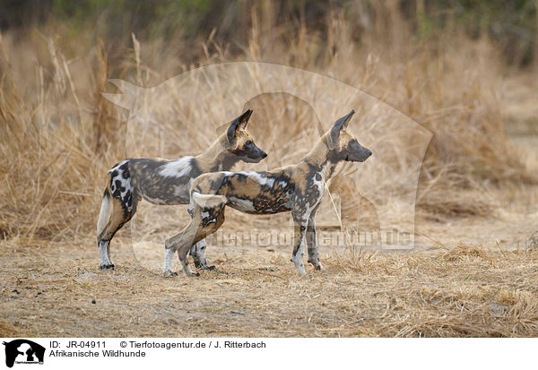 Afrikanische Wildhunde / JR-04911