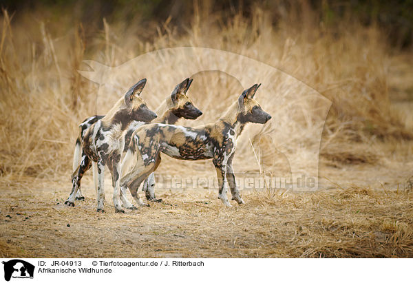 Afrikanische Wildhunde / JR-04913