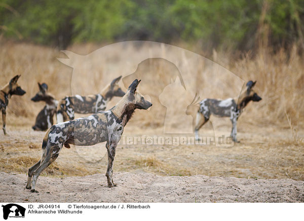 Afrikanische Wildhunde / JR-04914