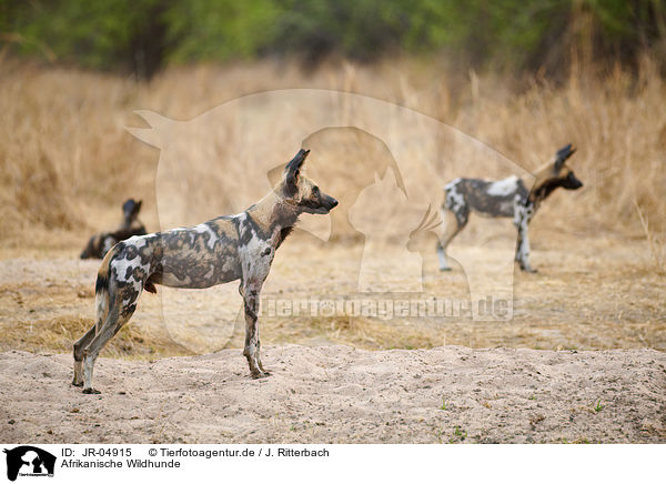 Afrikanische Wildhunde / JR-04915