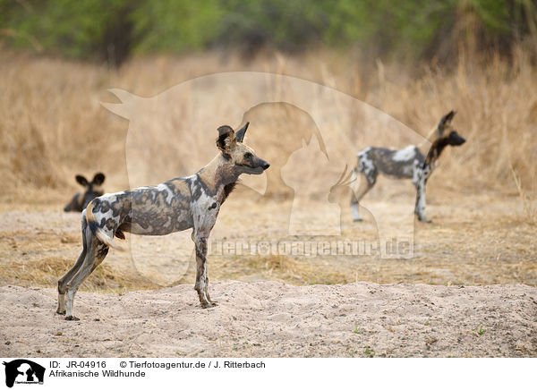 Afrikanische Wildhunde / JR-04916