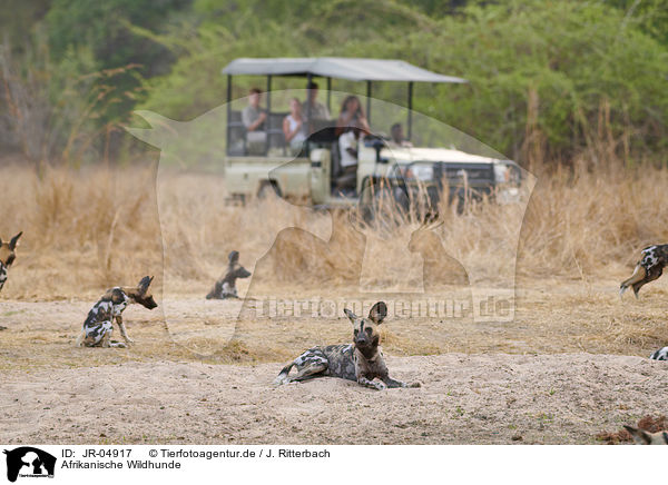 Afrikanische Wildhunde / African hunting dogs / JR-04917