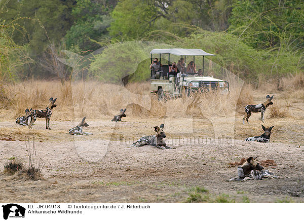 Afrikanische Wildhunde / JR-04918