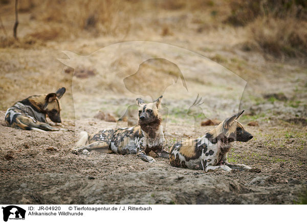 Afrikanische Wildhunde / JR-04920