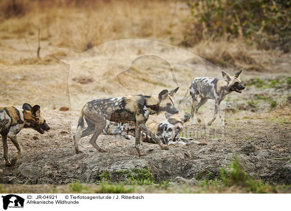 Afrikanische Wildhunde / JR-04921