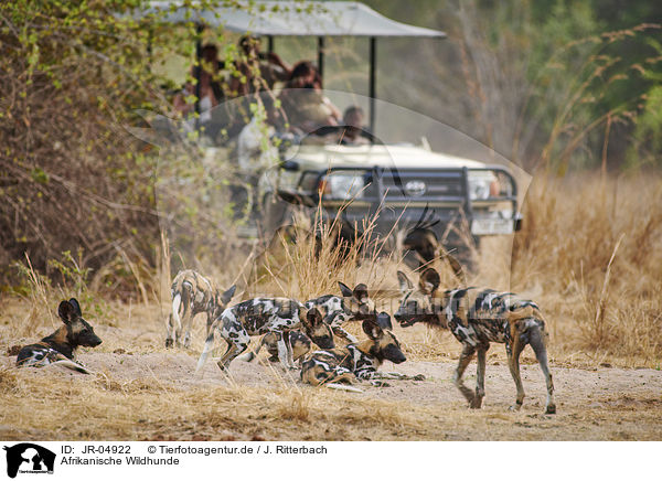 Afrikanische Wildhunde / JR-04922