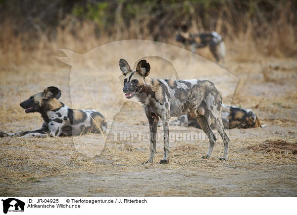 Afrikanische Wildhunde / JR-04925