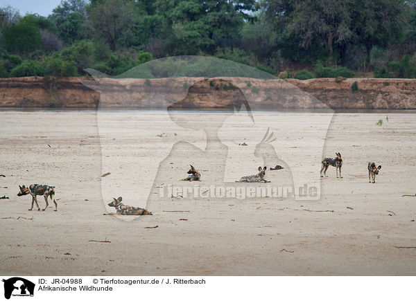 Afrikanische Wildhunde / JR-04988