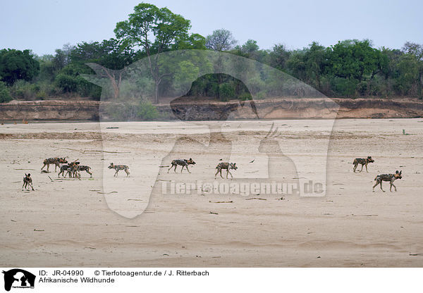 Afrikanische Wildhunde / African hunting dogs / JR-04990