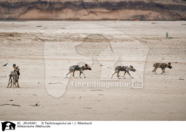 Afrikanische Wildhunde / JR-04991