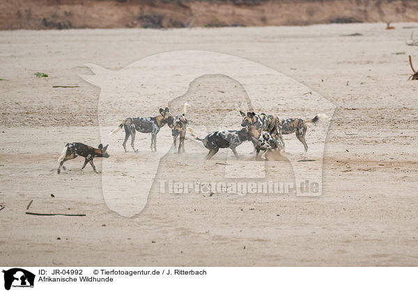 Afrikanische Wildhunde / JR-04992