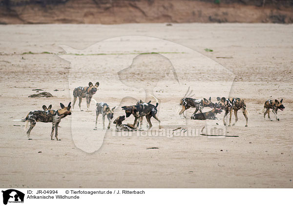Afrikanische Wildhunde / JR-04994