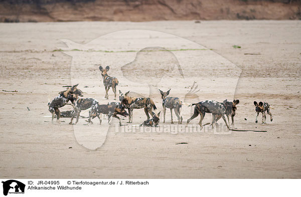 Afrikanische Wildhunde / African hunting dogs / JR-04995