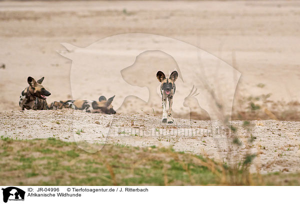 Afrikanische Wildhunde / JR-04996