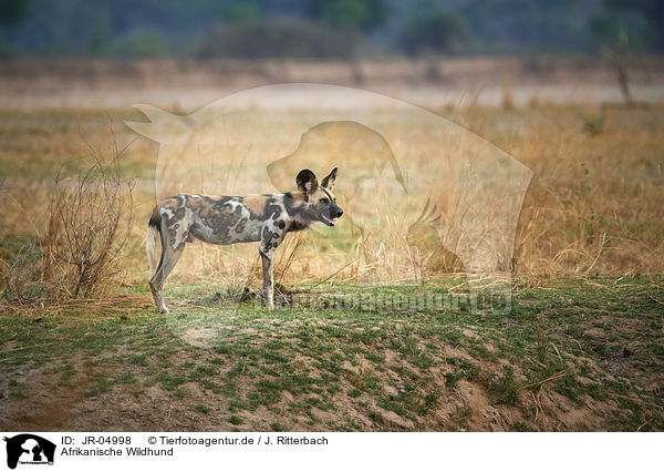 Afrikanische Wildhund / JR-04998