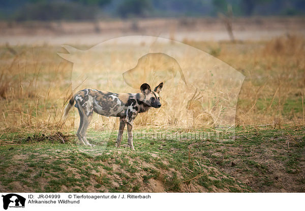 Afrikanische Wildhund / JR-04999