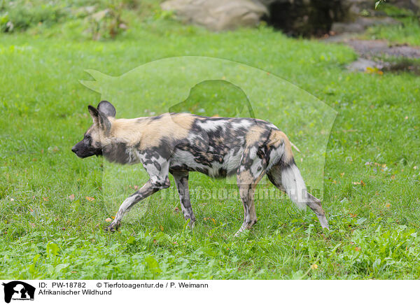 Afrikanischer Wildhund / African hunting dog / PW-18782