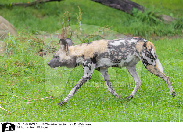 Afrikanischer Wildhund / African hunting dog / PW-18790