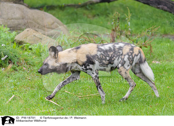 Afrikanischer Wildhund / PW-18791