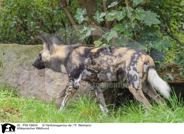 Afrikanischer Wildhund / PW-18804
