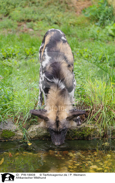 Afrikanischer Wildhund / PW-18808