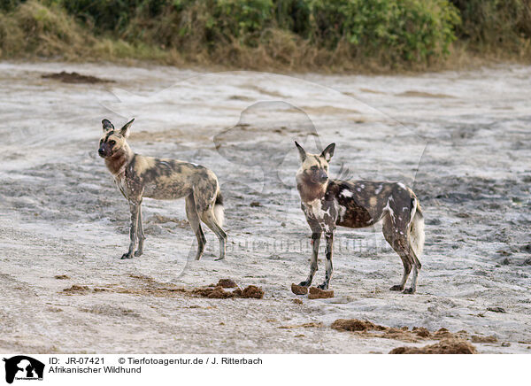 Afrikanischer Wildhund / African hunting dog / JR-07421