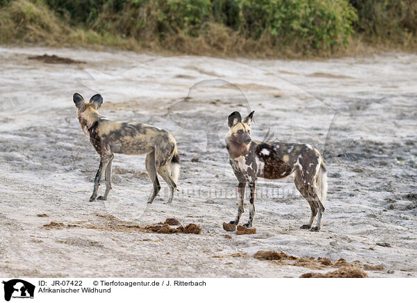 Afrikanischer Wildhund / African hunting dog / JR-07422