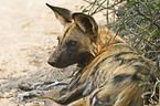 Wildhund