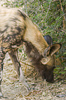 Wildhund