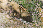 Wildhund
