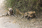 Wildhunde