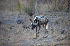 laufender Afrikanischer Wildhund