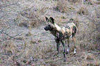 stehender Afrikanischer Wildhund