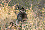 stehender Afrikanischer Wildhund