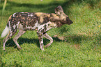 Afrikanischer Wildhund
