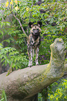 Afrikanischer Wildhund