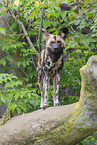Afrikanischer Wildhund