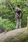 Afrikanischer Wildhund