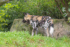 Afrikanischer Wildhund