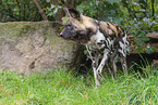 Afrikanischer Wildhund