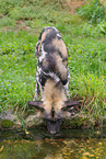 Afrikanischer Wildhund