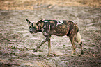 Afrikanischer Wildhund