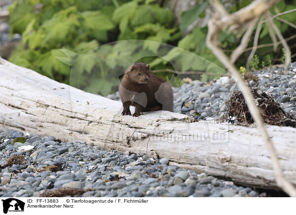 Amerikanischer Nerz / American mink / FF-13883