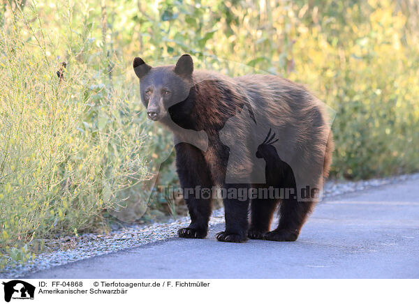 Amerikanischer Schwarzbr / American Black Bear / FF-04868