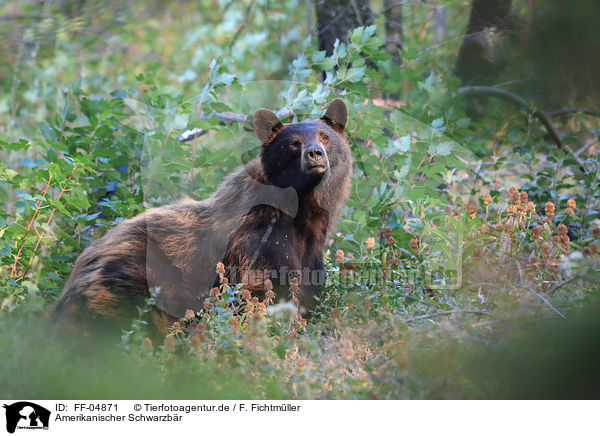 Amerikanischer Schwarzbr / American Black Bear / FF-04871
