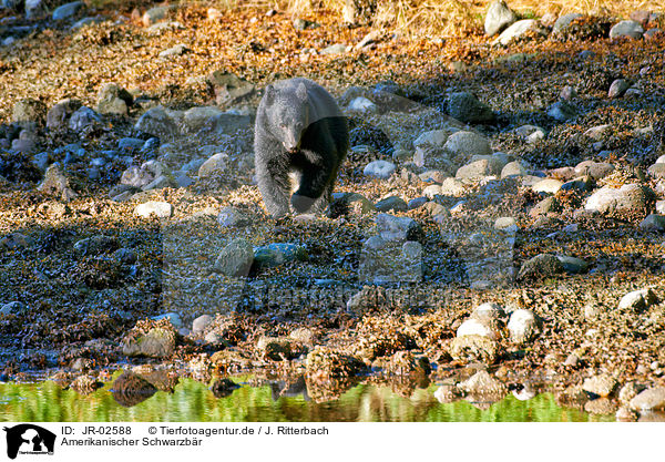 Amerikanischer Schwarzbr / American black bear / JR-02588