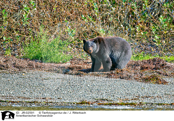 Amerikanischer Schwarzbr / American black bear / JR-02591