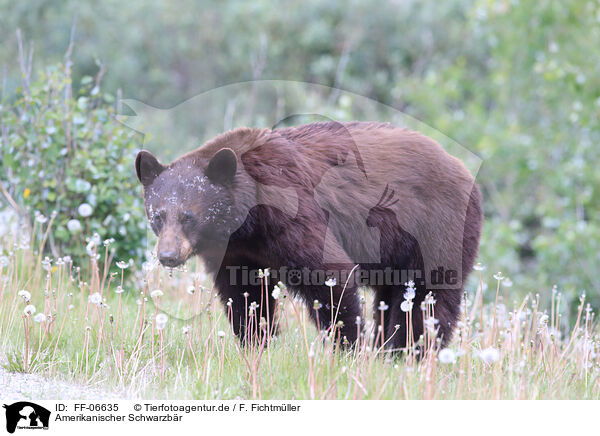 Amerikanischer Schwarzbr / American black bear / FF-06635
