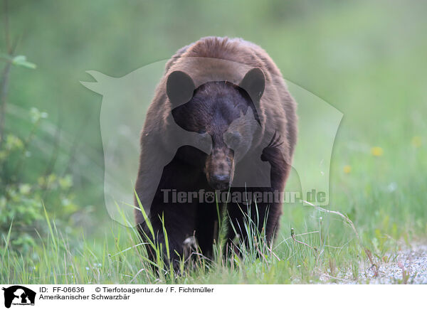Amerikanischer Schwarzbr / American black bear / FF-06636