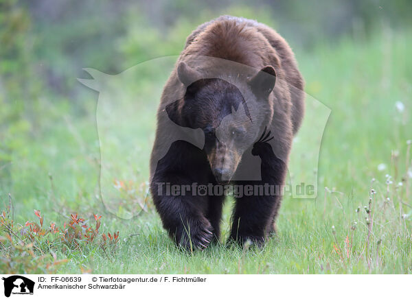 Amerikanischer Schwarzbr / American black bear / FF-06639